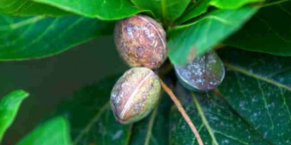 Baheda Terminalia Berenica