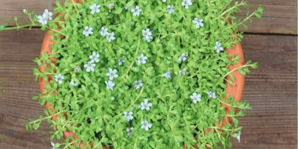 LE BRAHMI POUR DES CHEVEUX ET UNE PEAU SUBLIMES